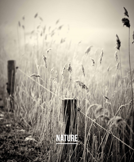 NATURE — Nature Photographer — Lars Ranek
